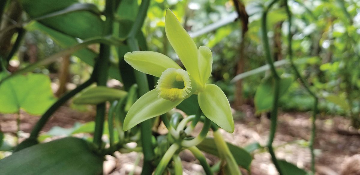 Picture of a vanilla flower.